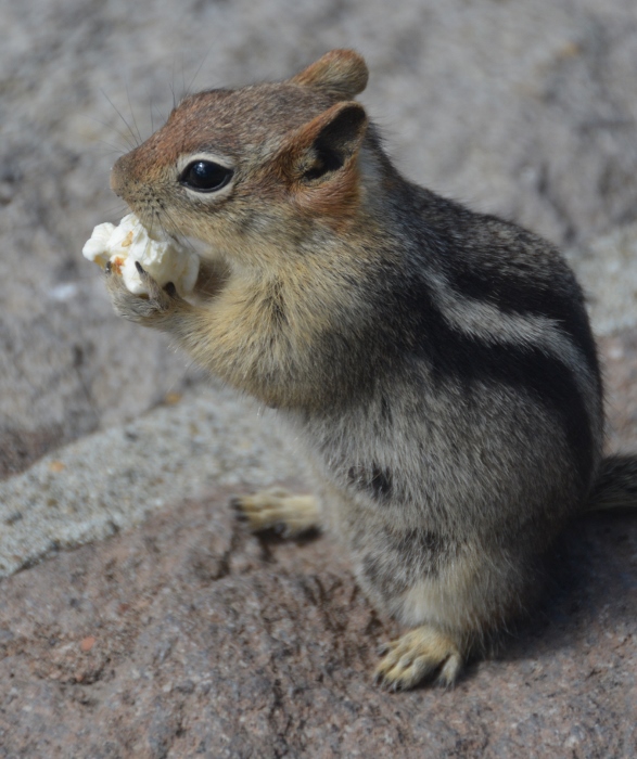 ground squirrel with popcorn